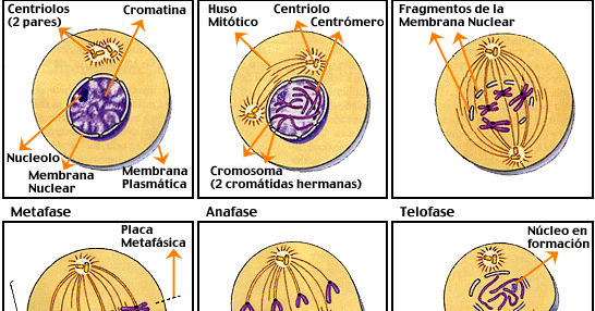 vive las ciencias GRAFICAS DE MITOSIS